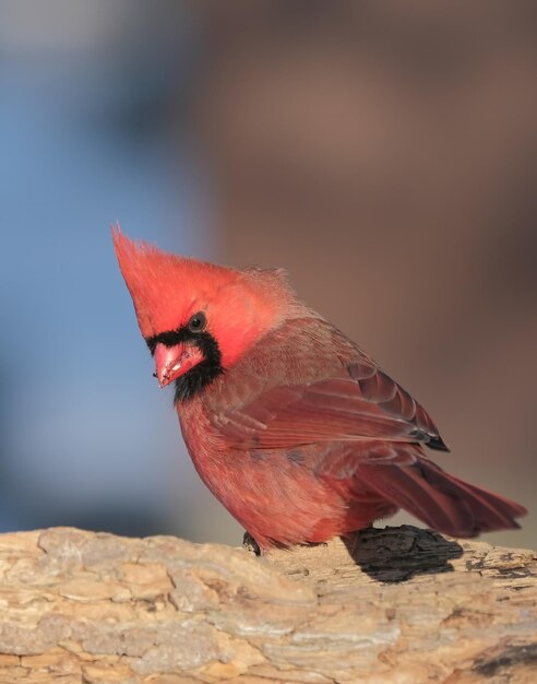 Cardenal del norte