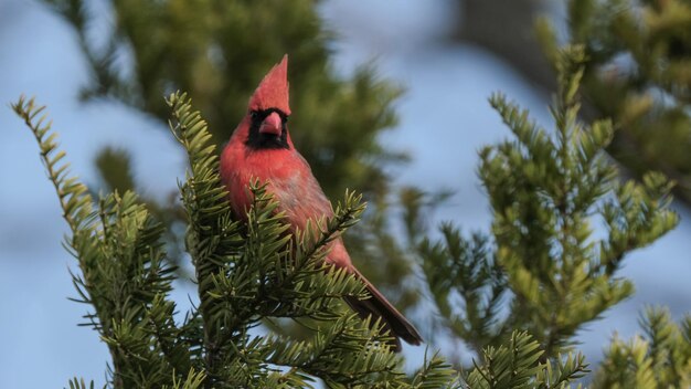 Cardenal del norte