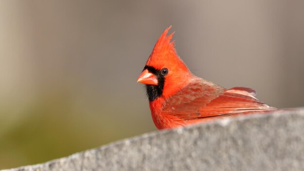 Cardenal del norte