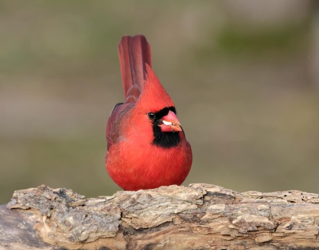 Foto cardenal del norte