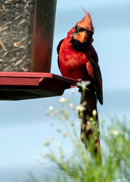 Foto el cardenal norteño macho se sienta en un alimentador de aves detrás de un racimo de flores silvestres