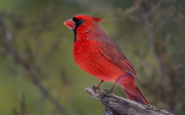 Foto un cardenal con un pico rojo está de pie en una rama