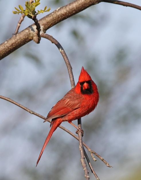 Foto cardenal posado en una rama