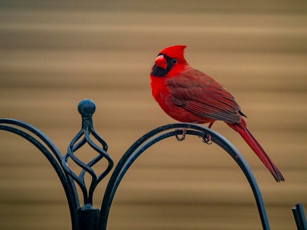 Foto cardenal rojo profundo