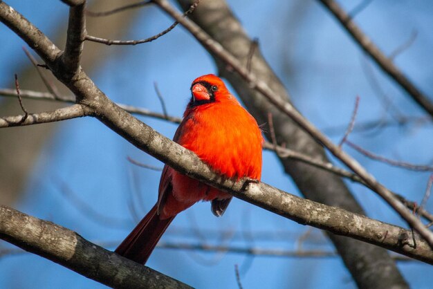 Foto un cardenal rojo se sienta en una rama de un árbol.