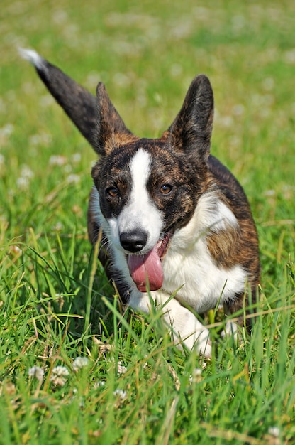 Cardigan galés Corgi en la naturaleza