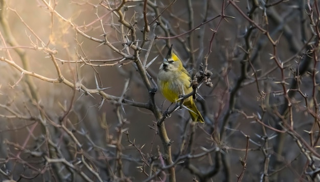 Cardinal Gubernatrix cristata Espécie ameaçada de extinção em La Pampa, Argentina