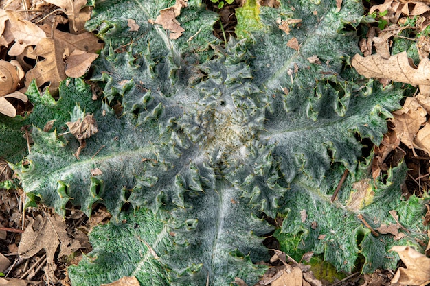 Foto cardo algodonero onopordum acanthium de cerca