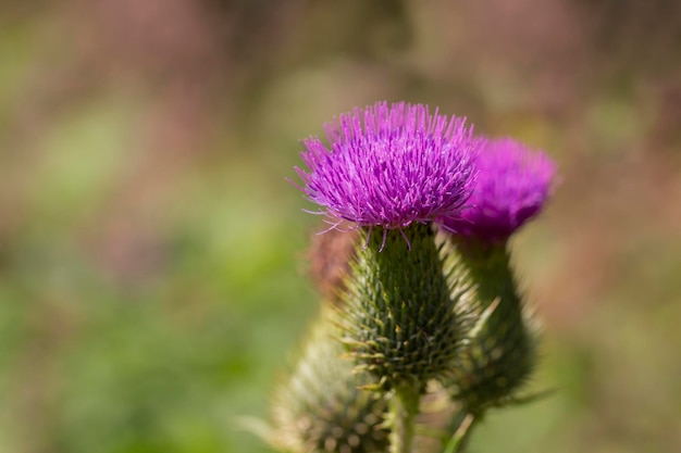 El cardo alpino Carduus defloratus también llamado cardo de montaña es una planta del género carduus Carduus