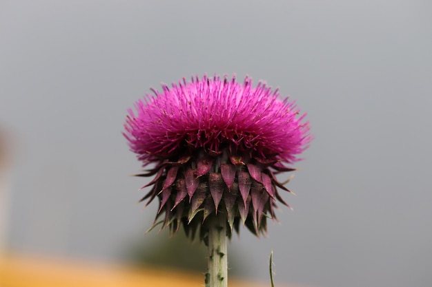 Cardo de cerca hermosa flor de cardo púrpura