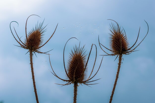 Foto cardo en el cielo azul