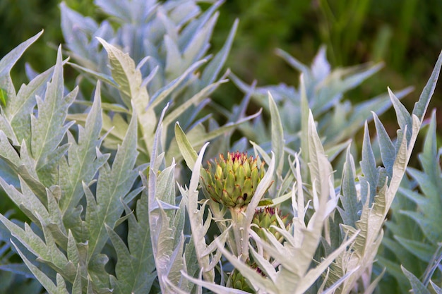 Cardo comestible en la plata del jardín orgánico.