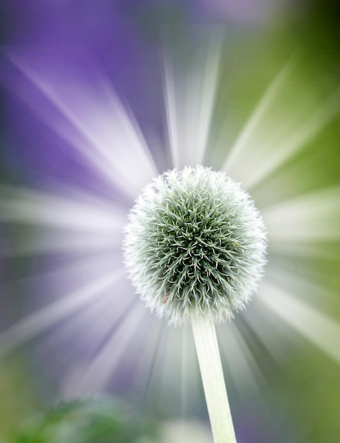 Cardo de globo selvagem brilhante e brilhante colorido ou flor de exaltatus echinops crescendo em um jardim com fundo de espaço de cópia desfocado Macro closeup de espécies de plantas asteraceae florescendo na natureza