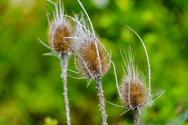 Cardo de planta selvagem no campo, borrão.