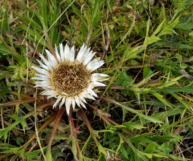 Foto cardo de prata