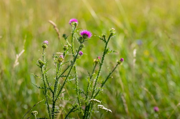 Cardo durante a floração no verão em um prado