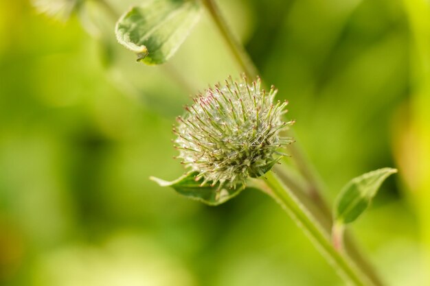 Cardo de espinas verdes con telas de araña