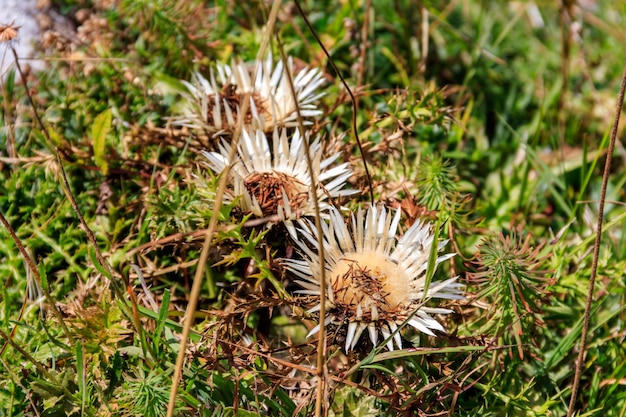 Foto cardo prateado carlina acaulis também conhecido como cardo carline sem caule cardo carlinho anão