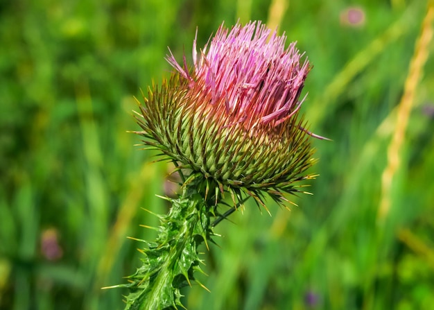 el cardo salvaje crece en el campo. flores silvestres y concepto de vida silvestre