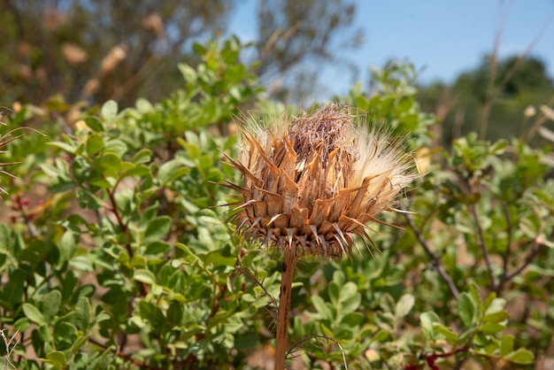 Cardo seco no campo close-up