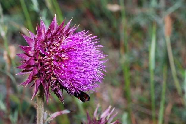 cardo violeta