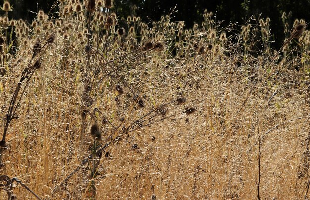 Cardos amarillos en otoño