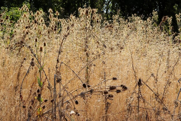 Cardos amarillos en otoño