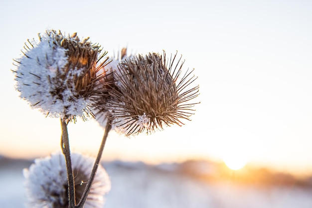 Cardos cubiertos de nieve y escarcha en un campo salvaje en invierno.