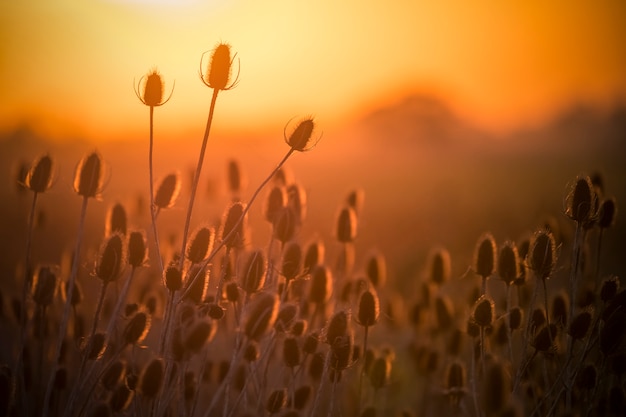 Cardos y pastizales en el fondo del atardecer