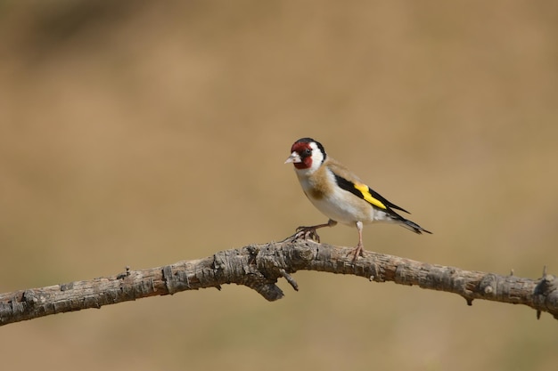 Carduelis carduelis - El jilguero europeo o cardelina es un ave paseriforme perteneciente a la familia de los pinzones.