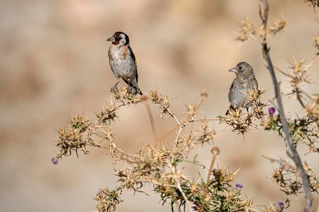 Carduelis carduelis o jilguero europeo, es un ave paseriforme de la familia de los pinzones.