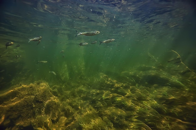 cardume de peixes aquário de água doce, ecologia de fundo peixes debaixo d'água