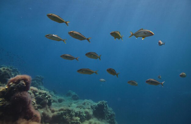 Cardume de peixes exóticos nadando em habitat natural perto de recifes de corais no fundo do oceano