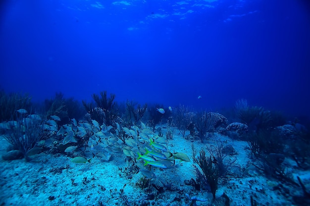 cardume de peixes foto subaquática, Golfo do México, Cancun, bio recursos de pesca