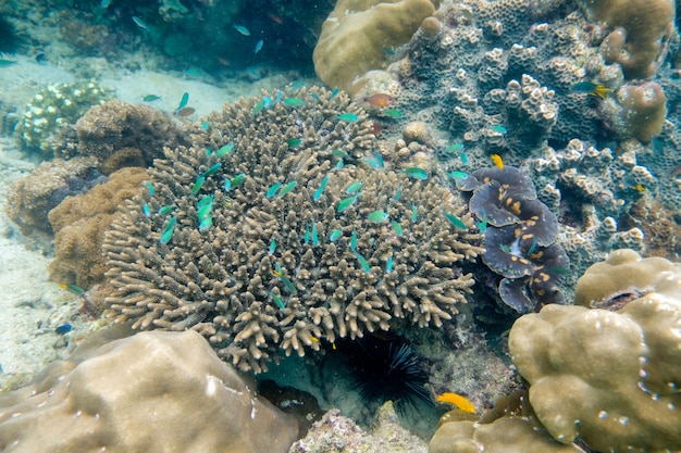 Cardume de peixes nadando em recife de coral