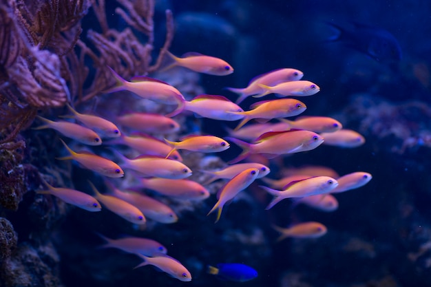 Foto un cardumen organizado de peces pseudanthias