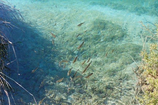 Cardumen de peces pequeños en lago azul limpio transparente y planta en la parte inferior