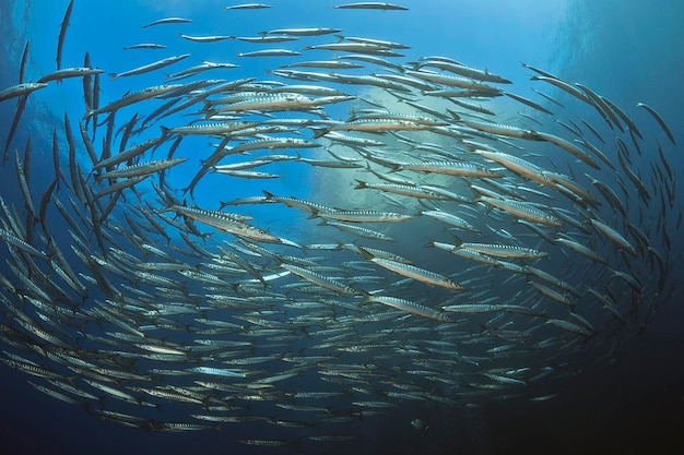 Foto un cardumen de sardinas nadando en un océano azul