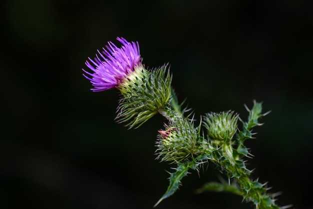 Carduus espinhoso roxo