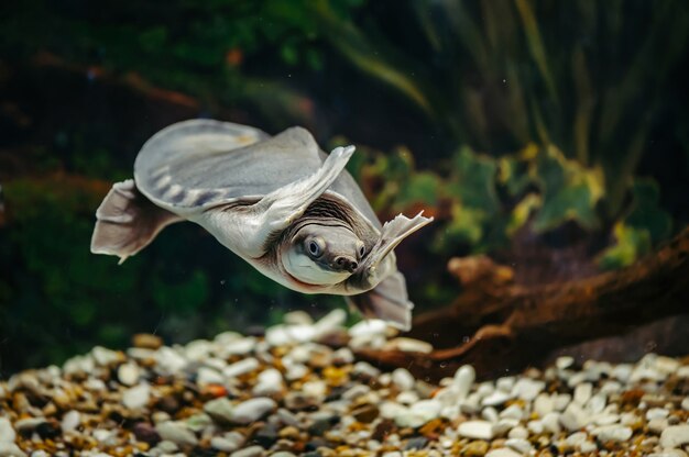 Carettochelys insculpta. La alegre tortuga nada bajo el agua. Animales divertidos.