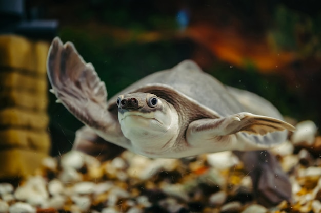 Carettochelys insculpta. tartaruga alegre nada debaixo d'água. animais engraçados.