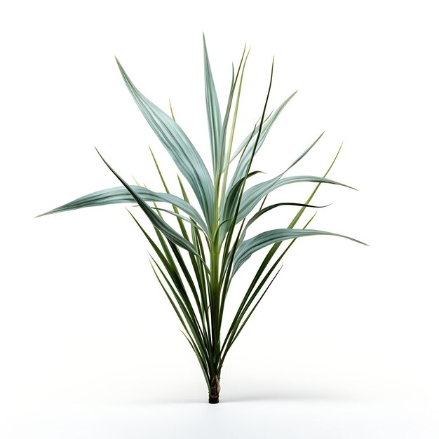 Foto carex frankii muted bluegreen a franks sedge leaf midwester isolado em fundo branco limpo