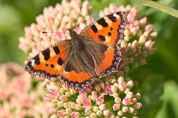 Carey pequeño Nymphalis urticae