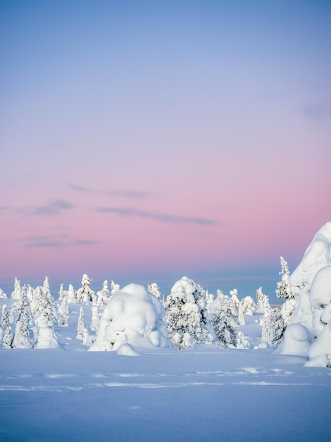 Foto carga de nieve en los árboles y cielo rosado al atardecer en el parque nacional de riisitunturi durante el atardecer finlandia