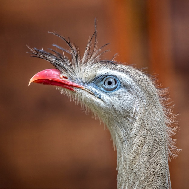 Cariama cristata portrait