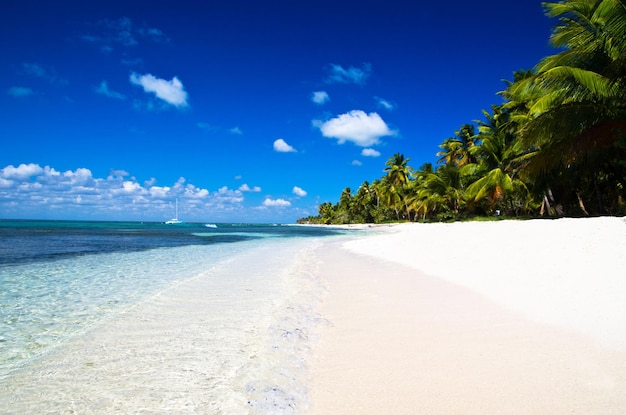Caribbean Beach y Palm Tree Paradise Concepto de vacaciones y turismo