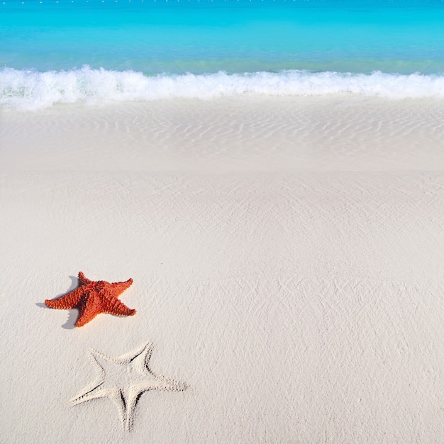 Caribbean starfish tropical areia praia turquesa