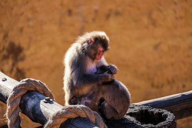 Foto cariñosa familia de monos