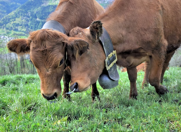 Cariñosas vacas marrones