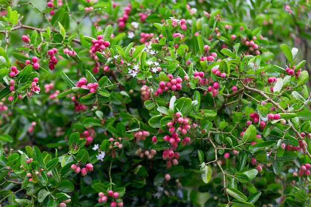 Foto carissa carandas l, roter fruchtkrautbaum oder bengal-johannisbeeren